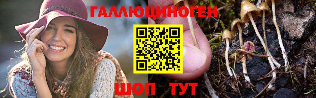 Псилоцибиновые грибы MAGIC MUSHROOMS  Вход с VPN  Галлюциногенные грибы Psilocybine cubensis  Чистополь 